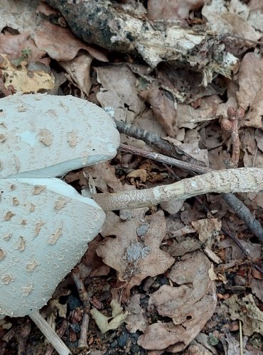 BEDLA VYSOKÁ (Macrolepiota procera) FOTO: Marta Knauerová, 2022