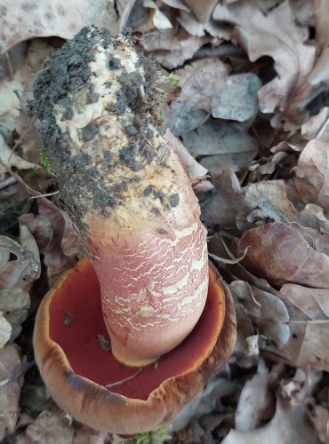 HŘIB KOVÁŘ (Neoboletus luridiformis) FOTO: Marta Knauerová, 2022