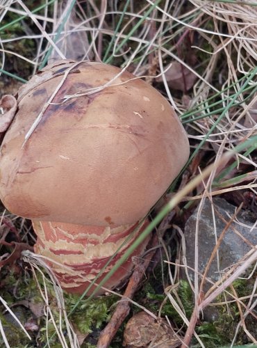 HŘIB KOVÁŘ (Neoboletus luridiformis) FOTO: Marta Knauerová, 2022