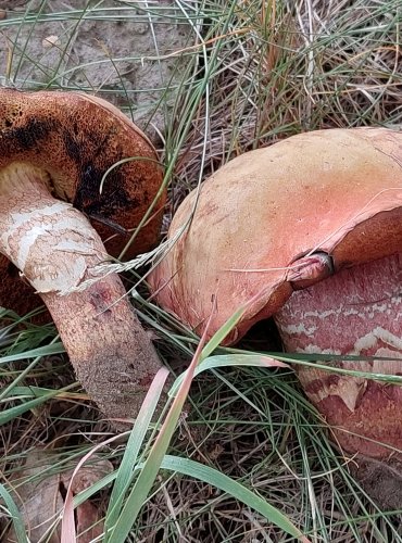 HŘIB POLOSÍŤKOVANÝ (Suillellus mendax) FOTO: Marta Knauerová, 2022