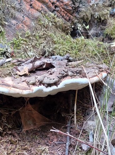 LESKLOKORKA PLOSKÁ (Genoderma applanatum) FOTO: Marta Knauerová, 2022