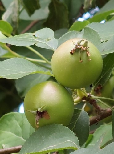 JABLOŇ (Malus spp.) bez bližšího určení – FOTO: Marta Knauerová