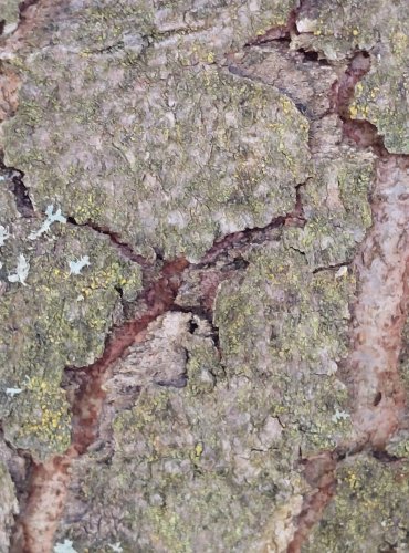 KŮRA JAVORU KLENU (Acer pseudoplatanus) FOTO: Marta Knauerová, 2022