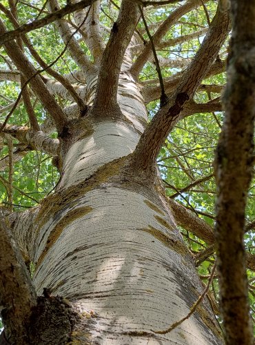 TOPOL OSIKA (Populus tremula) FOTO: Marta Knauerová, 2022