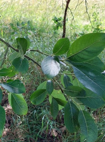 VRBA JÍVA (Salix caprea) FOTO: Marta Knauerová, 2022