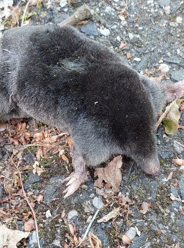 KRTEK OBECNÝ (Talpa europaea) FOTO: Marta Knauerová, 2022