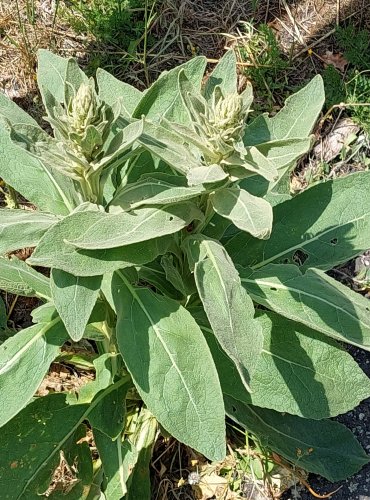 DIVIZNA MALOKVĚTÁ (Verbascum thapsus) FOTO: Marta Knauerová, 2022