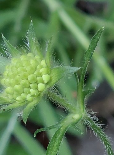 CHRASTAVEC ROLNÍ (Knautia arvensis) FOTO: Marta Knauerová, 2022