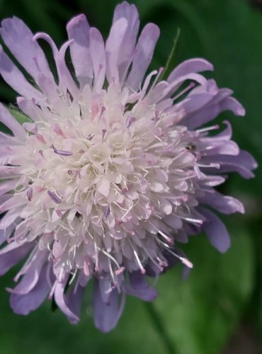 CHRASTAVEC ROLNÍ (Knautia arvensis) FOTO: Marta Knauerová, 2022