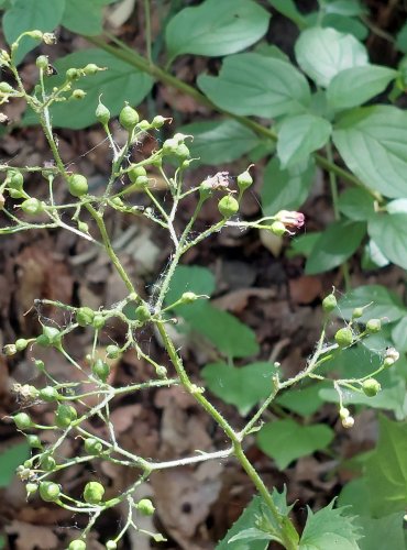 KRTIČNÍK HLÍZNATÝ (Scrophularia nodosa) FOTO: Marta Knauerová, 2022