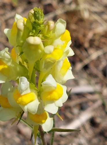 LNICE KVĚTEL (Linaria vulgaris) FOTO: Marta Knauerová, 2022