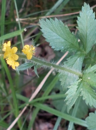 ŘEPÍK LÉKAŘSKÝ (Agrimonia eupatoria) FOTO: Marta Knauerová, 2022