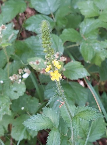 ŘEPÍK LÉKAŘSKÝ (Agrimonia eupatoria) FOTO: Marta Knauerová, 2022