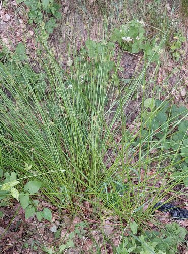 SÍTINA ROZKLADITÁ (Juncus effusus) FOTO: Marta Knauerová, 2022