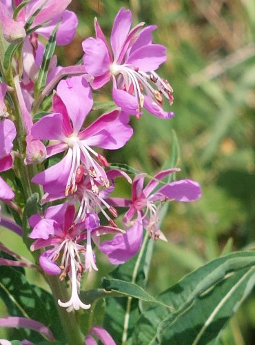 VRBOVKA ÚZKOLISTÁ (Epilobium angustifolium) FOTO: Marta Knauerová, 2022