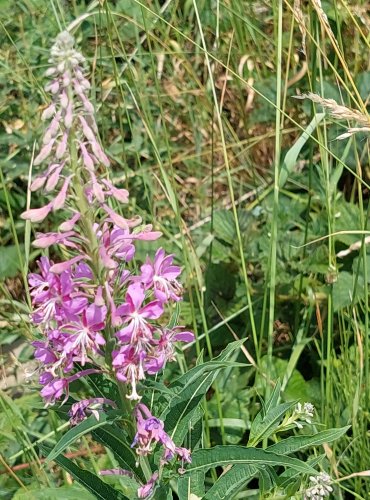 VRBOVKA ÚZKOLISTÁ (Epilobium angustifolium) FOTO: Marta Knauerová, 2022