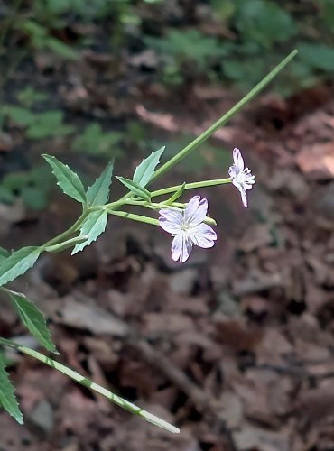 VRBOVKA HORSKÁ (Epilobium montanum) FOTO: Marta Knauerová, 2022