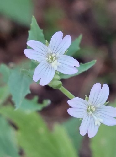 VRBOVKA HORSKÁ (Epilobium montanum) FOTO: Marta Knauerová, 2022