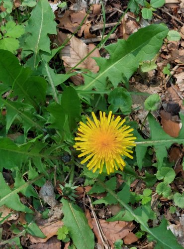 PAMPELIŠKA LÉKAŘSKÁ (Taraxacum officinale) FOTO: Marta Knauerová, 2022