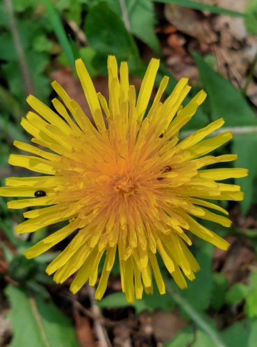 PAMPELIŠKA LÉKAŘSKÁ (Taraxacum officinale) FOTO: Marta Knauerová, 2022