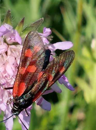 VŘETENUŠKA OBECNÁ (Zygaena filipendulae) FOTO: Marta Knauerová, 2022