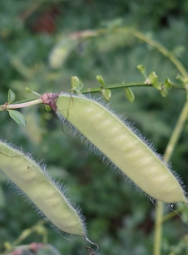 JANOVEC METLATÝ (Cytisus scoparius) ZRAJÍCÍ PLODY (chlupaté lusky) – FOTO: Marta Knauerová, 2022