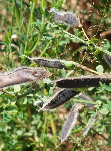 JANOVEC METLATÝ (Cytisus scoparius) ZRAJÍCÍ PLODY (chlupaté lusky) – FOTO: Marta Knauerová, 2022