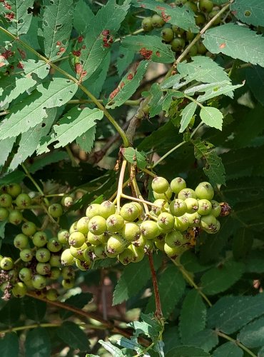 JEŘÁB PTAČÍ (Sorbus aucuparia) NEZRALÉ PLODY (MALVICE) FOTO: Marta Knauerová, 2022