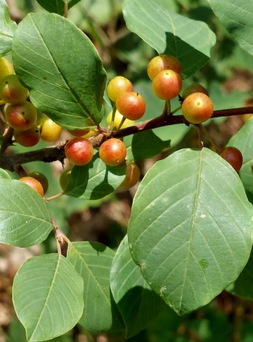 KRUŠINA OLŠOVÁ (Frangula alnus) ZRAJÍCÍ PLODY – FOTO: Marta Knauerová, 2022