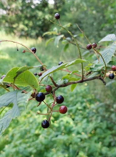 STŘEMCHA OBECNÁ (Prunus padus) ZRAJÍCÍ PLODY – FOTO: Marta Knauerová, 2022