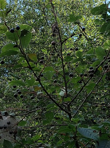 STŘEMCHA OBECNÁ (Prunus padus) ZRAJÍCÍ PLODY – FOTO: Marta Knauerová, 2022