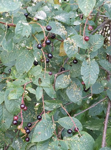 STŘEMCHA OBECNÁ (Prunus padus) ZRAJÍCÍ PLODY – FOTO: Marta Knauerová, 2022