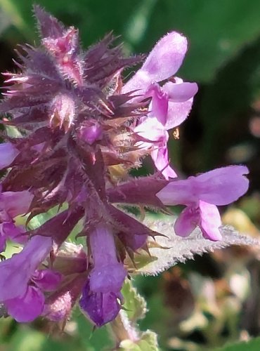 ČISTEC BAHENNÍ (Stachys palustris) FOTO: Marta Knauerová, 2022