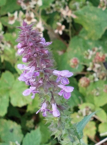 ČISTEC BAHENNÍ (Stachys palustris) FOTO: Marta Knauerová, 2022