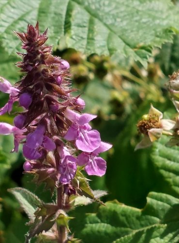 ČISTEC BAHENNÍ (Stachys palustris) FOTO: Marta Knauerová, 2022