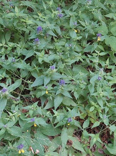 ČERNÝŠ HAJNÍ (Melampyrum nemorosum) FOTO: Marta Knauerová, 2022