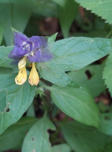 ČERNÝŠ HAJNÍ (Melampyrum nemorosum) FOTO: Marta Knauerová, 2022