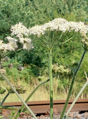 BOLŠEVNÍK OBECNÝ (Heracleum sphondylium) FOTO: Marta Knauerová, 2022