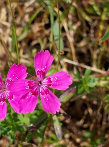 HVOZDÍK KROPENATÝ (Dianthus deltoides) FOTO: Marta Knauerová, 2022