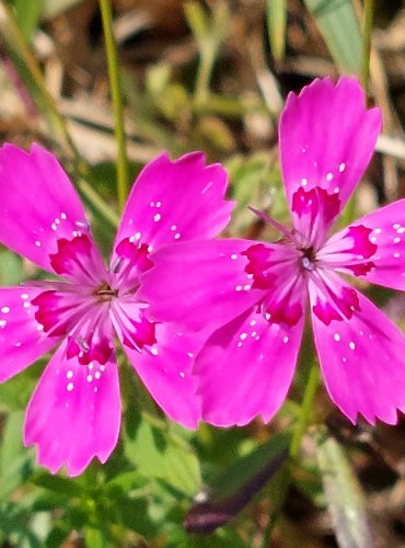 HVOZDÍK KROPENATÝ (Dianthus deltoides) FOTO: Marta Knauerová, 2022