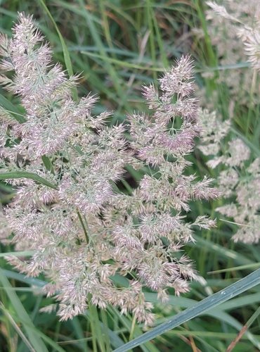 TŘTINA KŘOVIŠTNÍ (Calamagrostis epigejos) FOTO: Marta Knauerová, 2022