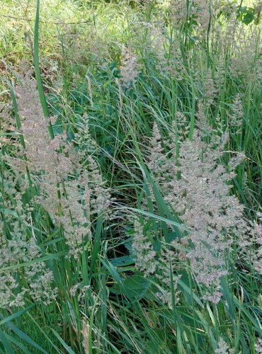 TŘTINA KŘOVIŠTNÍ (Calamagrostis epigejos) FOTO: Marta Knauerová, 2022