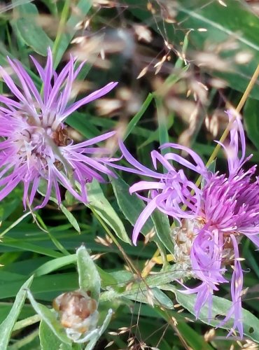 CHRPA LUČNÍ (Centaurea jacea) FOTO: Marta Knauerová, 2022