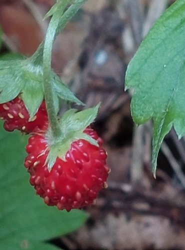 JAHODNÍK OBECNÝ (Fragaria vesca) ZRALÉ PLODY, JAHODY – FOTO: Marta Knauerová, 2022