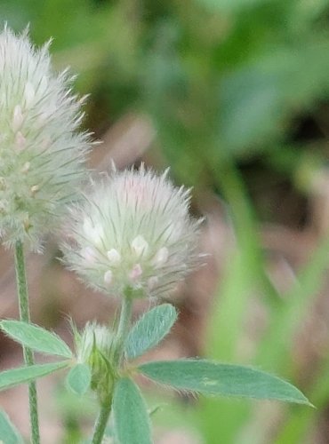 JETEL ROLNÍ (Trifolium arvense) FOTO: Marta Knauerová, 2022