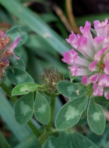 JETEL LUČNÍ (Trifolium pratense) FOTO: Marta Knauerová, 2022