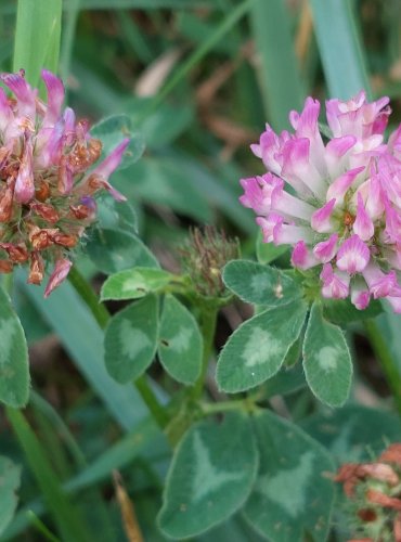 JETEL LUČNÍ (Trifolium pratense) FOTO: Marta Knauerová, 2022