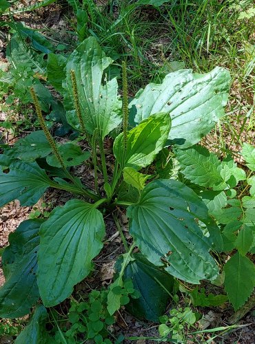 JITROCEL VĚTŠÍ (Plantago major) FOTO: Marta Knauerová, 2022