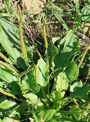 JITROCEL VĚTŠÍ (Plantago major) FOTO: Marta Knauerová, 2022