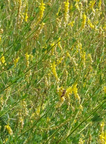 KOMONICE LÉKAŘSKÁ (Melilotus officinalis) FOTO: Marta Knauerová, 2022